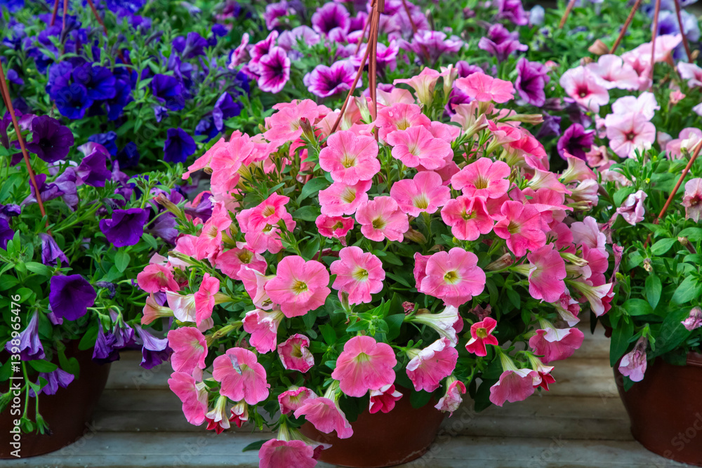 Petunia is a genus of plants belonging to the Solanaceae family.