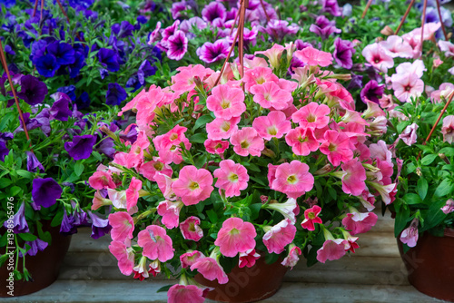 Obraz na płótnie Petunia is a genus of plants belonging to the Solanaceae family. w salonie