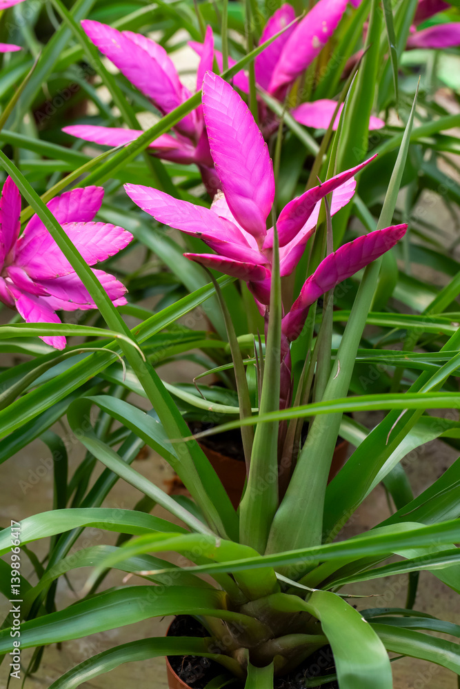 Tillandsia 'Antonio' (Tillandsia cyanea x Tillandsia platyrachis) in greenhouse