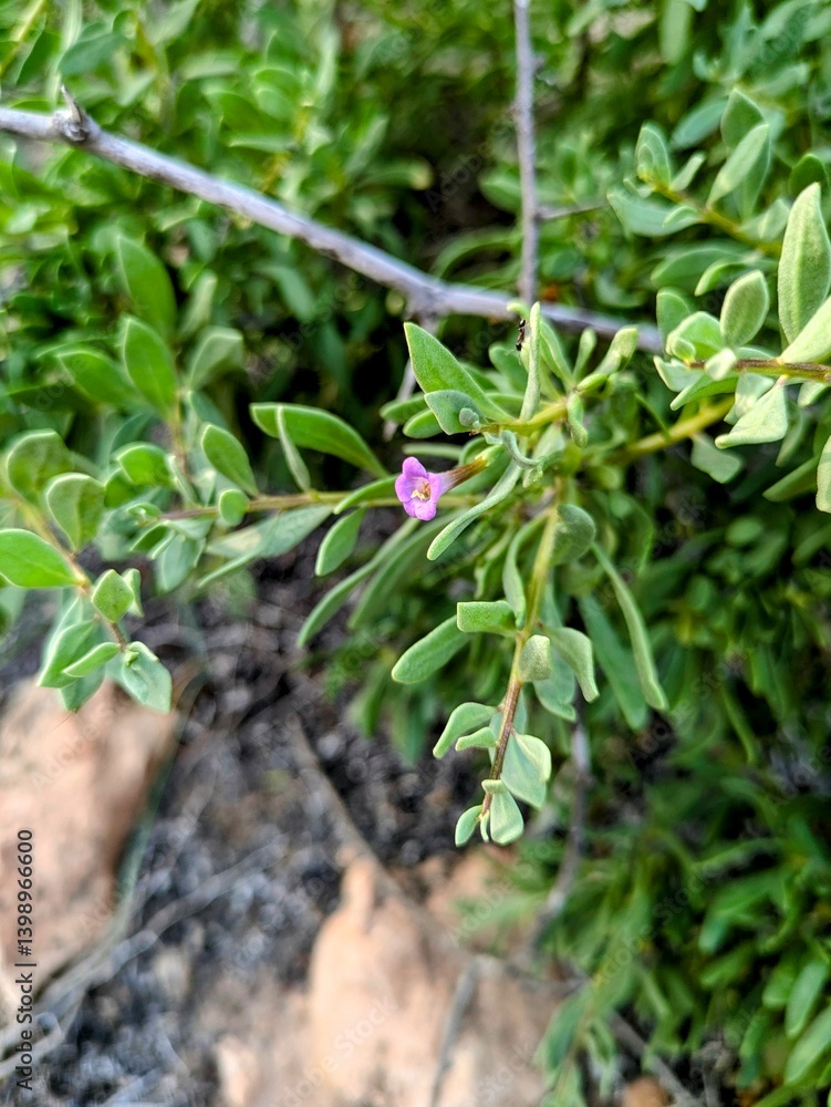 Small purple flower on a leafy branch, surrounded by greenery, and dry ground. Small purple flower on a leafy branch, surrounded by greenery, and dry ground.