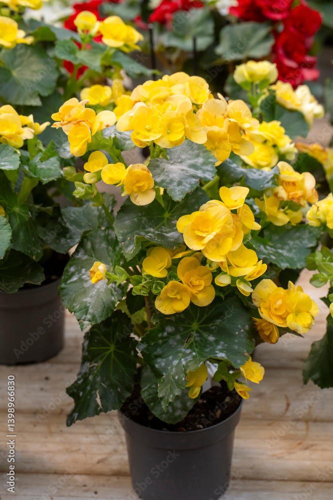 Begonia × hiemalis, the elatior begonia or Reiger begonia, is an artificial hybrid species of flowering plant in the family Begoniaceae.