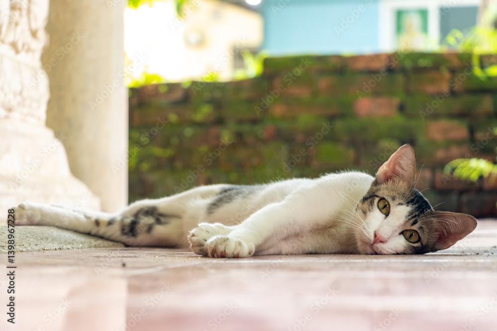 A cat rests in the shadow of a Buddha statue in a Buddhist temple in Thailand