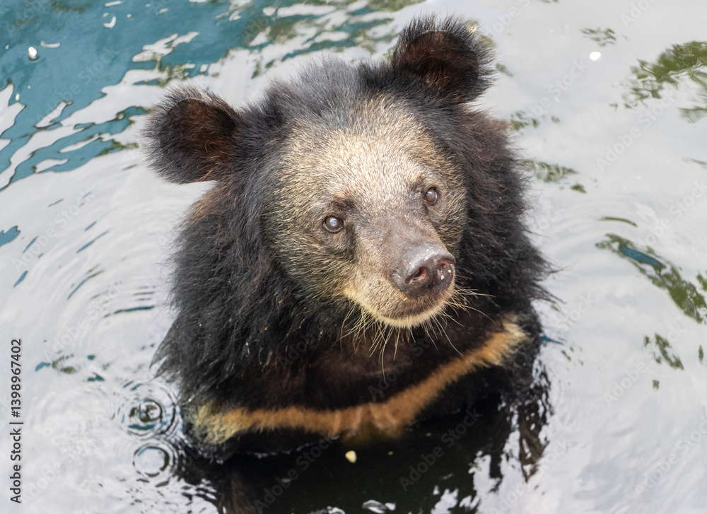 The black bear - ursus thibetanus, standing in water.