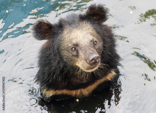 Obraz na płótnie The black bear - ursus thibetanus, standing in water. w salonie