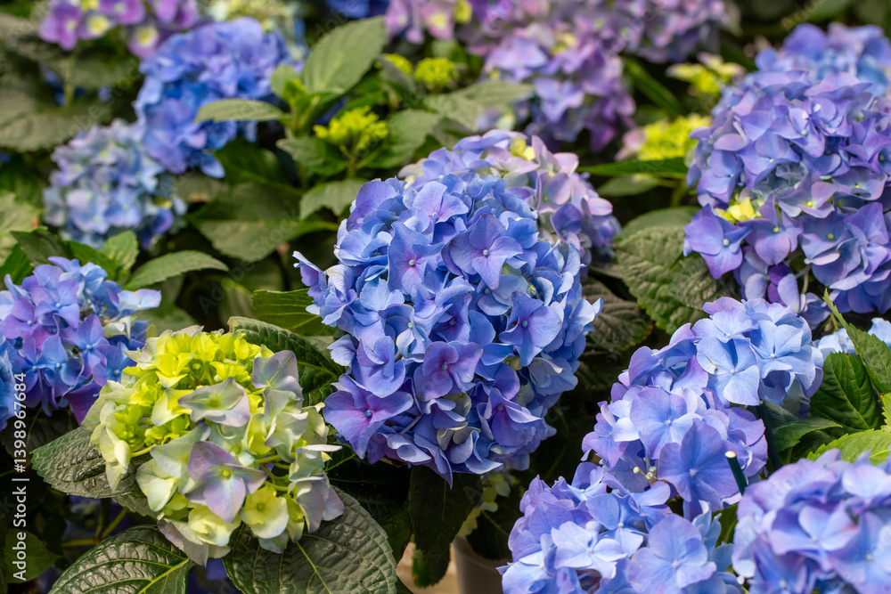 Hydrangea macrophylla in flower show