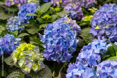 Hydrangea macrophylla in flower show