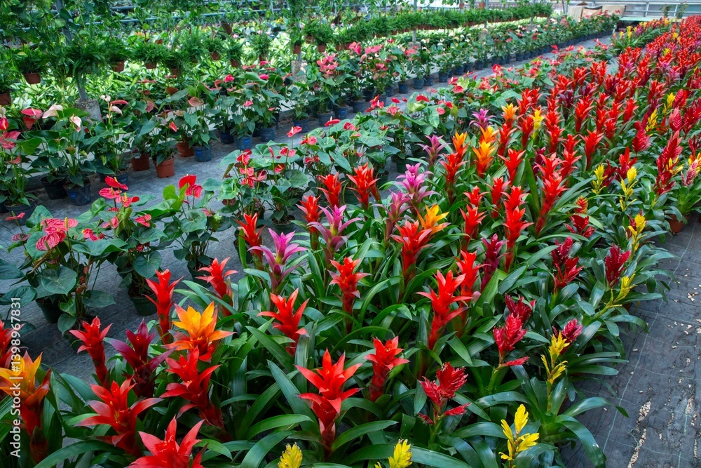 Blossom of Guzmania Bromelia. Pot plants, indoor plants, tropical plants.