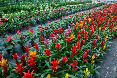 Obraz na płótnie Blossom of Guzmania Bromelia. Pot plants, indoor plants, tropical plants. w salonie