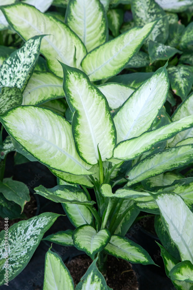 Dieffenbachia (Dieffenbachia Seguine), a tropical plant, is generally preferred as an ornamental plant in indoor spaces.