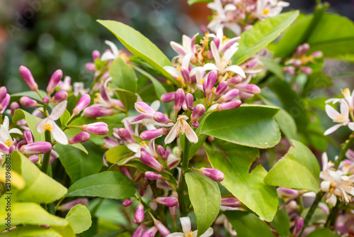 Tangerine tree or Orange tree or Lemon tree blossom flower