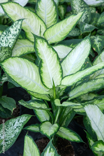 Obraz na płótnie Dieffenbachia (Dieffenbachia Seguine), a tropical plant, is generally preferred as an ornamental plant in indoor spaces. w salonie