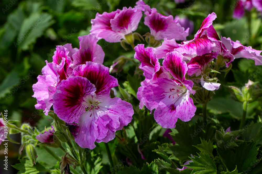Royal pelargonium flowers - Pelargonium grandiflorum
