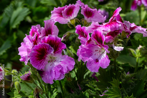 Obraz na płótnie Royal pelargonium flowers - Pelargonium grandiflorum w salonie