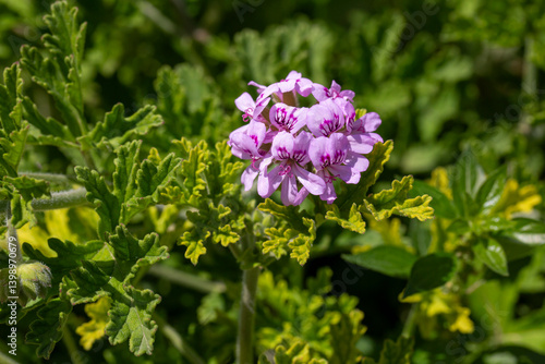 Pelargonium graveolens plant with pink flowers, 