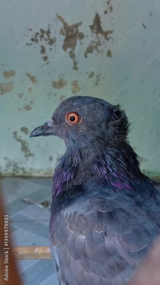 Short video of pigeons. Funny behavior of pigeons. Pigeon activities. Pigeons with beautiful feather patterns. Short video of pigeons. Funny behavior of pigeons. Pigeon activities. Pigeons with beautiful feather patterns.