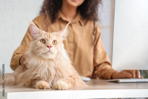 Fluffy maine coon cat relax...