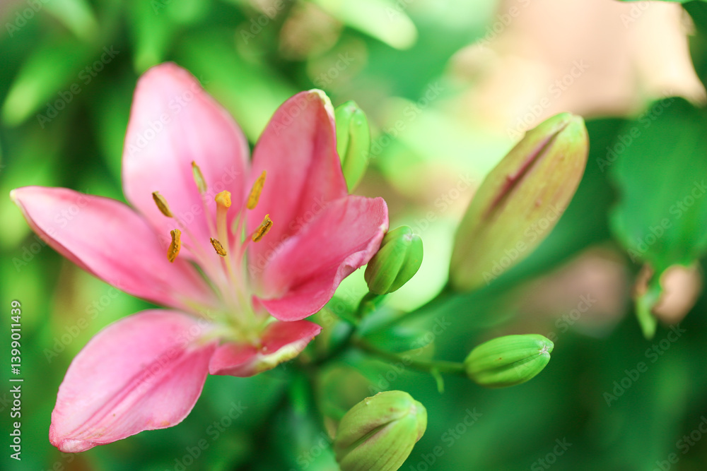 Lilies flower in Bloom . Pink Lily Flower in Garden.Close-Up of Pink Lily and Buds. Lilies flower in Bloom . Pink Lily Flower in Garden.Close-Up of Pink Lily and Buds.