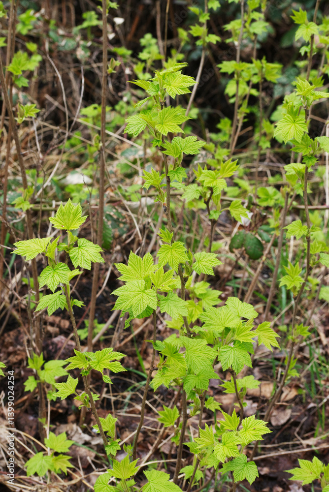 northern redcurrant, swamp redcurrant, or wild redcurrant (Ribes triste) northern redcurrant, swamp redcurrant, or wild redcurrant (Ribes triste)