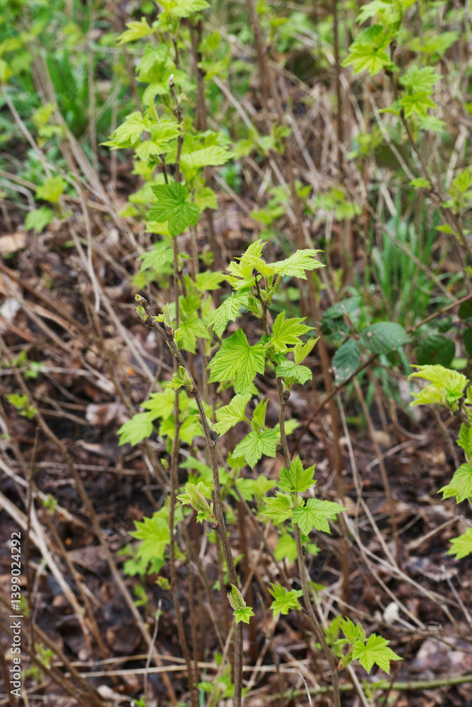 northern redcurrant, swamp redcurrant, or wild redcurrant (Ribes triste) northern redcurrant, swamp redcurrant, or wild redcurrant (Ribes triste)