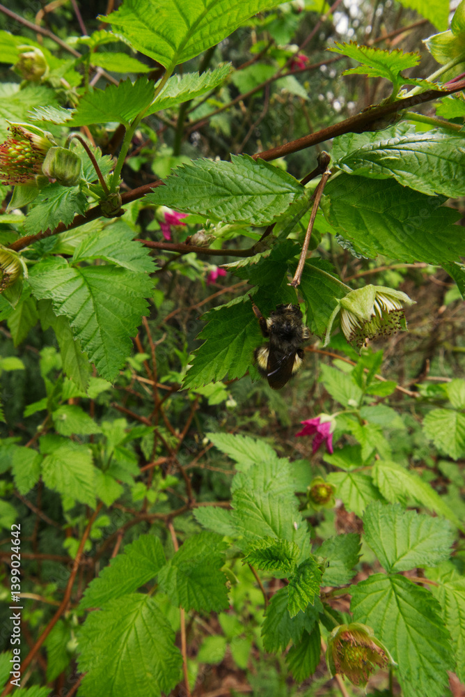 Bumblebee on Thimbleberry leaf (rubus parvilflorus) Bumblebee on Thimbleberry leaf (rubus parvilflorus)