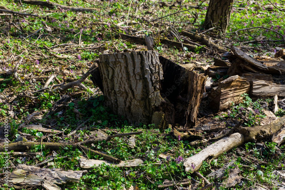 Fototapeta premium stump in the woods