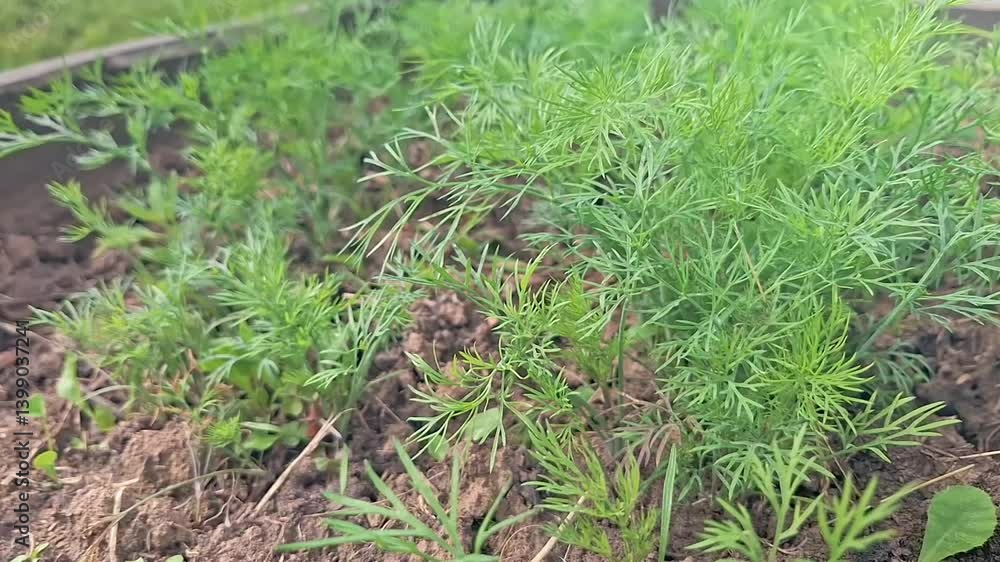 Lush green dill plants growing in outdoor garden Lush green dill plants growing in outdoor garden