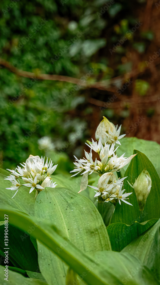 Wild garlic spring blooms in Humford Woods, Northumberland Wild garlic spring blooms in Humford Woods, Northumberland