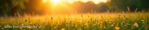 Warm sunlight casts a soft glow on a misty meadow, natural light, misty landscape, blurred background