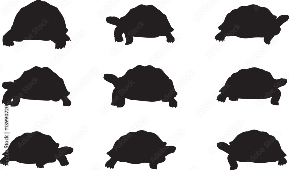 Obraz premium Giant Tortoise Silhouettes