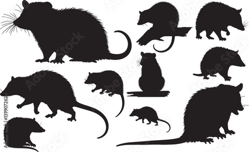 Photos Opossum Silhouettes