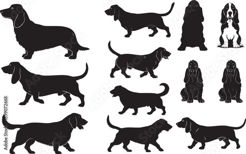 Basset Fauve de Bretagne Silhouette