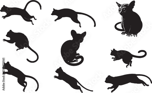 Bush Baby Silhouette