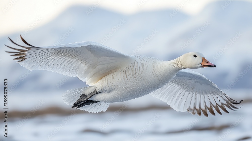 Fototapeta premium Snow Goose in Flight: A Majestic Winter Scene