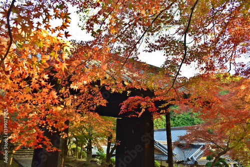秋月城跡　福岡　九州　紅葉