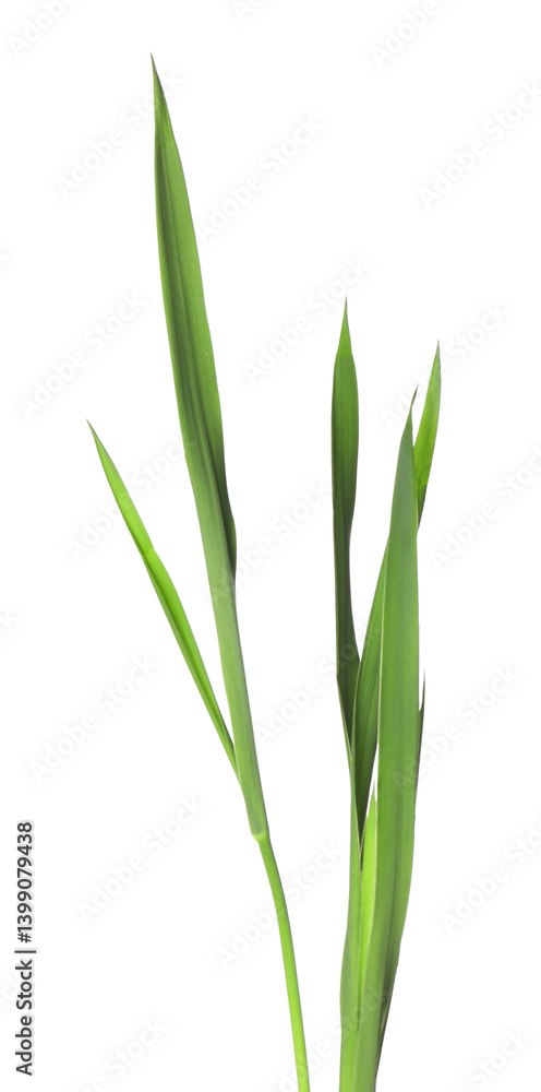 Fototapeta premium Blades of green grass isolated on white