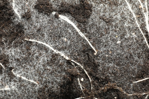 Tableau sur toile Soil with roots and white mold, top view