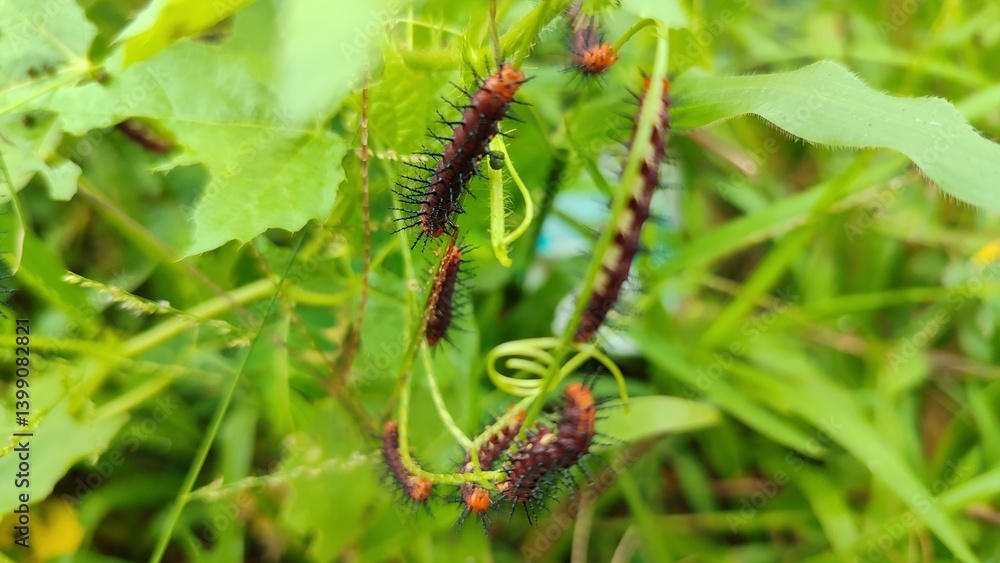 caterpillar, insect, nature, macro, green, larva, butterfly, animal, leaf, worm, plant, bug, yellow, closeup, wildlife, black, moth, hairy, close-up, beauty, summer, insects, pest, larvae, white caterpillar, insect, nature, macro, green, larva, butterfly, animal, leaf, worm, plant, bug, yellow, closeup, wildlife, black, moth, hairy, close-up, beauty, summer, insects, pest, larvae, white