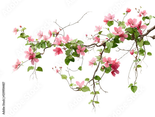 isolated transparent Background. Delicate pink flowers blooming on vine with lush green leaves, creating serene atmosphere