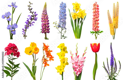 Spring collection of flowers iris, lupine, delphinium, narcissus, eremurus, phlox, tulip, crocosmia, gladiolus, veronica isolated on a white background