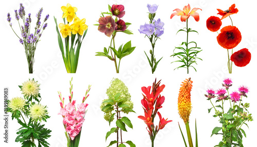 Spring collection of flowers lavender, daffodil, hellebore, bell, lily, poppy, anemone, gladiolus, hydrangea, canna, kniffofia, monarda isolated on a white background. Top view, flat design