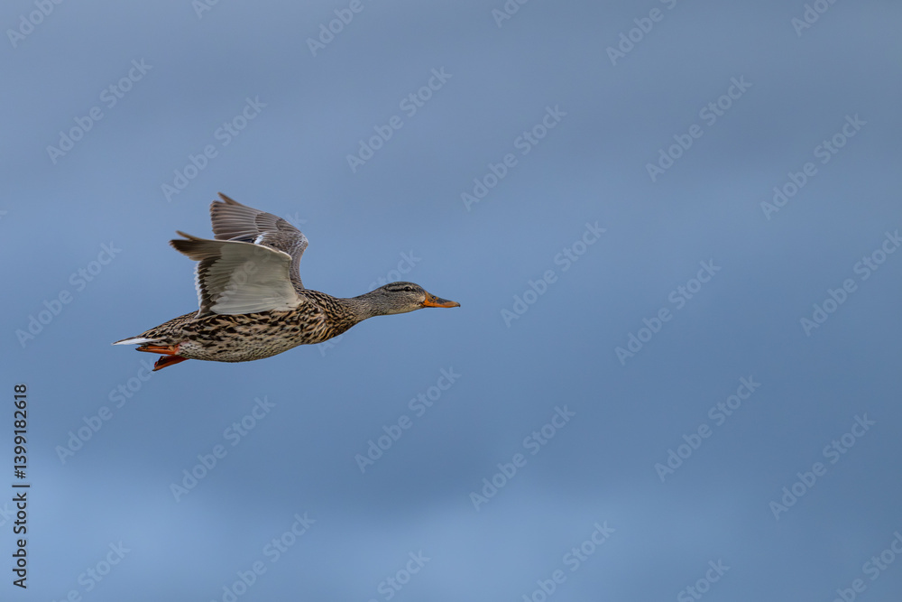 Obraz premium Closeup of a female mallard duck in flight.
