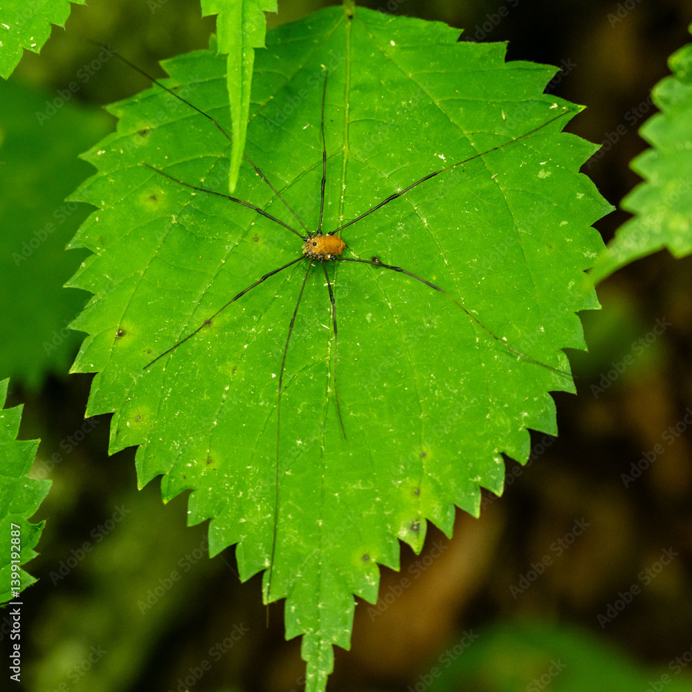 Daddy Long Legs Spider Spead Out Across Leaf