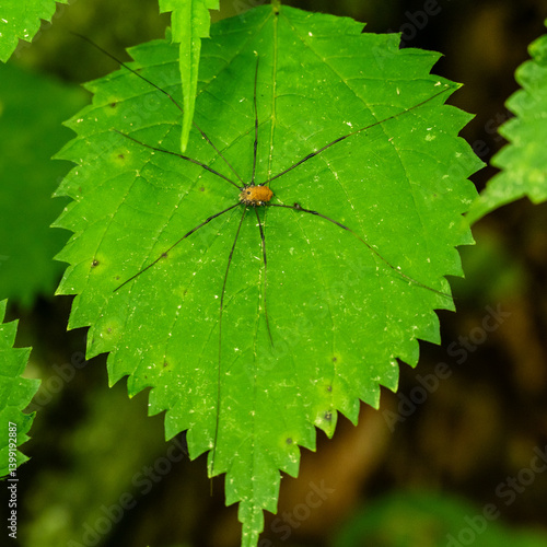 Obraz na płótnie Daddy Long Legs Spider Spead Out Across Leaf w salonie