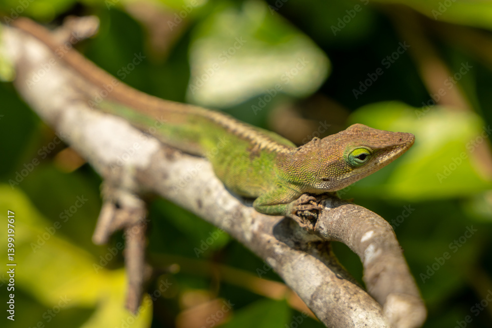 Green Anoles Lizard Rests On Small Branch In Bushes