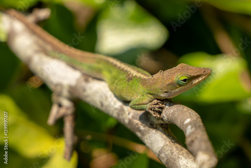 Obraz na płótnie Green Anoles Lizard Rests On Small Branch In Bushes w salonie