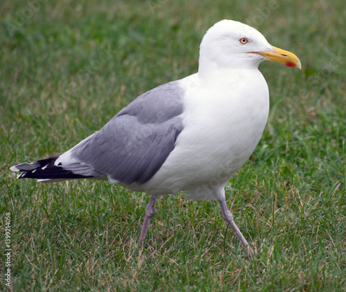 Close up of a seagull walking on grass.