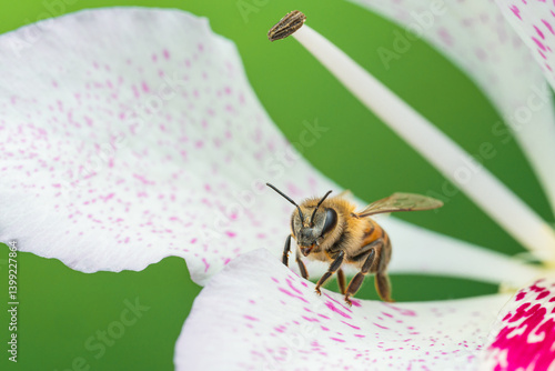 Macro shot of a bee standing on a delicate white and pink flower petal