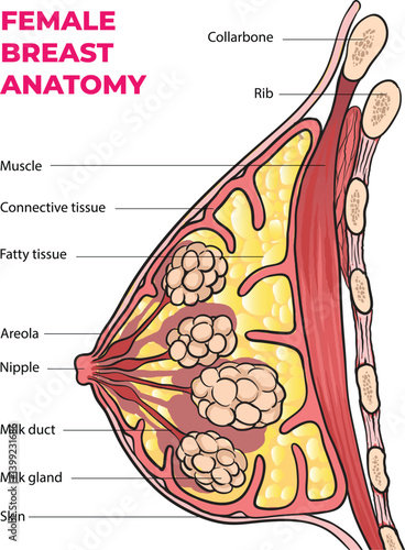 illustration of female breast anatomy diagram