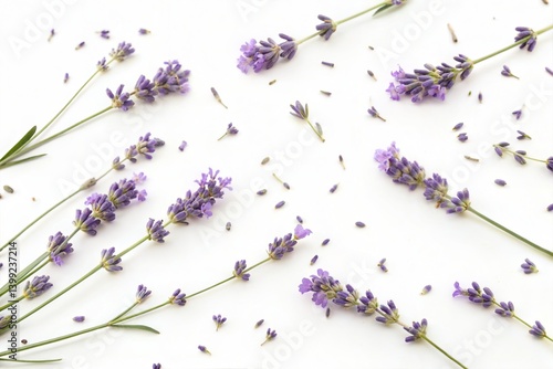 Lavender Flowers on White Background