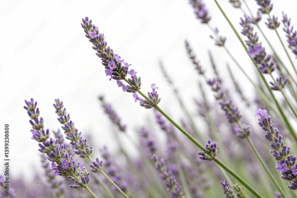 Close-up of Lavender Flowers